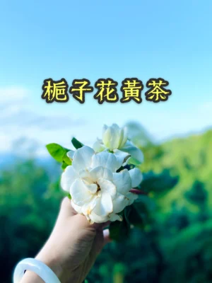 梔子花黃茶 黃茶甘潤溫和50g