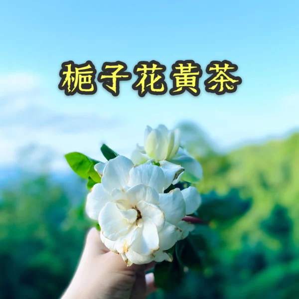 梔子花黃茶 黃茶甘潤溫和50g